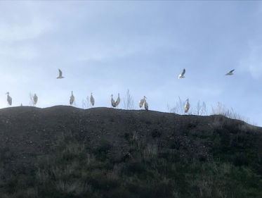 Overwinterende ooievaars