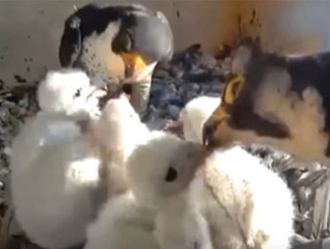 Beleef de Lente - slechtvalk