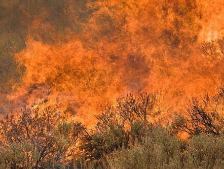 Haaien, slangen en bosbranden