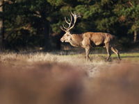 Zo zou Nederland eruit zien zonder de jacht