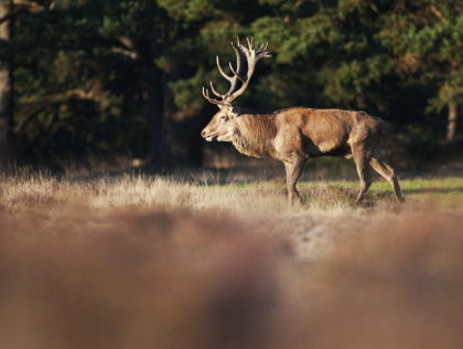 Hoe zit het met het jachtgedrag van de koninklijke familie?