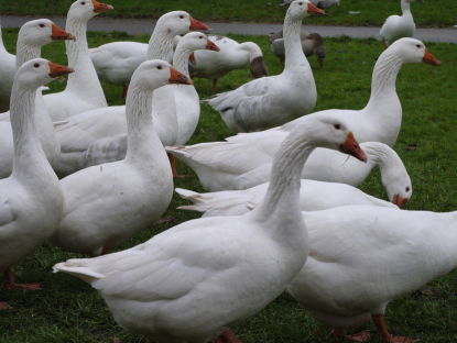 Boeren helemaal klaar met schade door ganzen