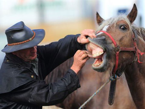 Ruim baan voor paardenwelzijn