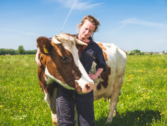 Van kantoor naar weiland: Ellen de Lange werd boerin tijdens de coronacrisis