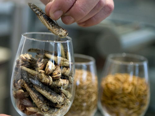 Hoe insecten de wereld kunnen redden