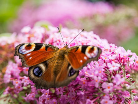 Tuinvlindertelling 2017