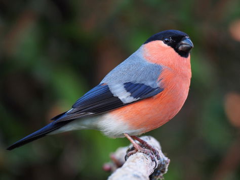 Thuisfluiters met Eddy Zoëy