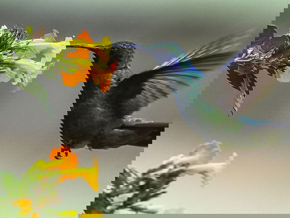 Windmolens en ventilatoren mogelijk stiller door onderzoek naar kolibries