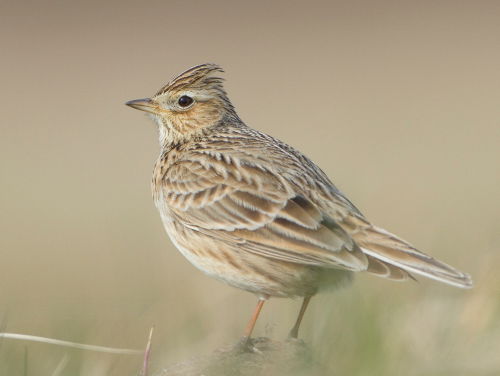 Vogeldialecten - Brabant