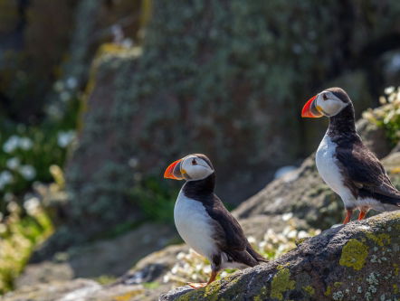 Wonderlijke zeevogels en een Noors insectenboek