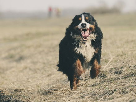 Honden die hun eigen baas te lijf gaan