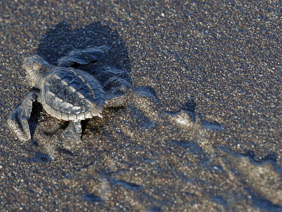 Nep eitjes voor Costaricaanse stropers