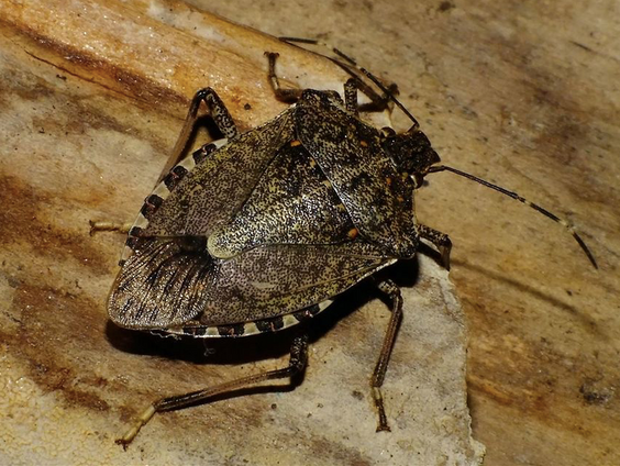 Gevaarlijke schildwants rukt op