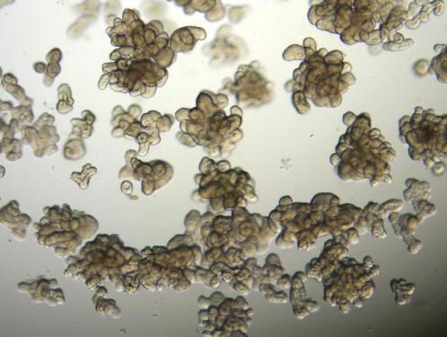 Miniproefkonijntjes van darmweefsel