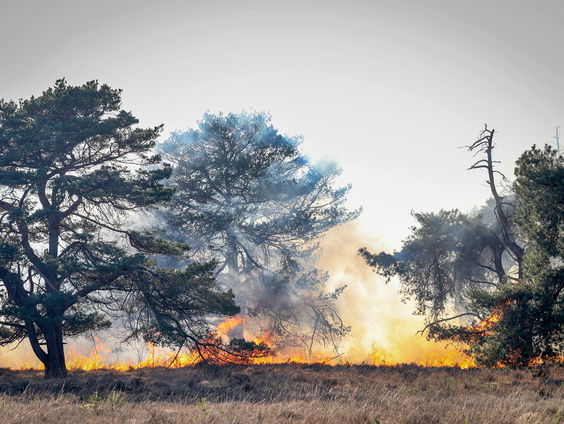 Is Nederland klaar voor toename bosbranden?