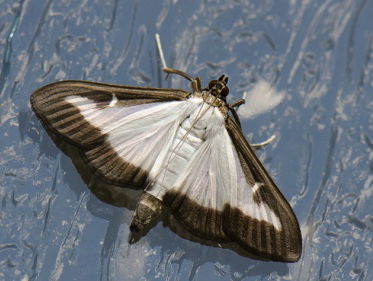 Natuurlijke plaagbestrijding in je tuin