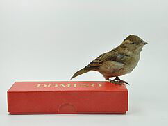 Van McFlurry egel tot de Domino-Day mus, het Natuurhistorisch Museum Rotterdam verzamelt ze