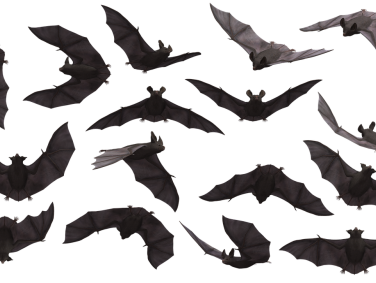 Vertrouwen we de vleermuis nog?