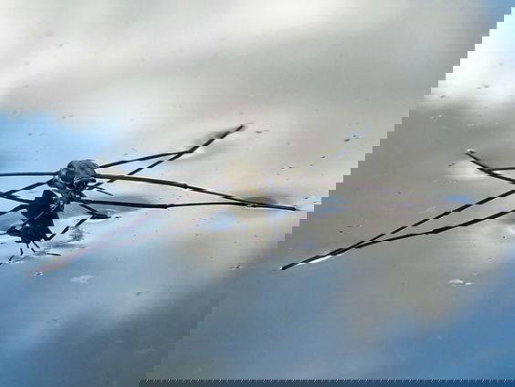 Wat de wetenschap leert van schaatsenrijders