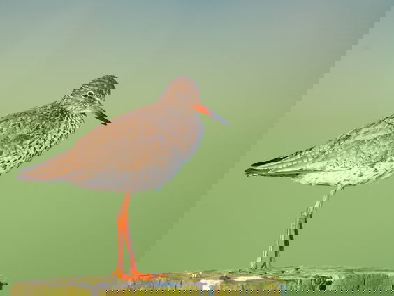 Zijn weidevogels als de grutto en de kievit nog te redden?