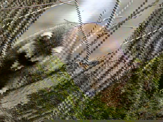 De ongenode gast die wasbeer heet