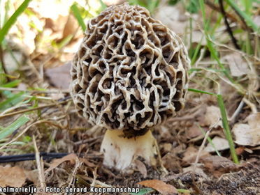 Nieuwe paddenstoel: de hersenkronkelmorielje