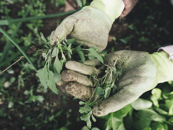 Tuingoeroe Romke van der Kaa duikt in de onderwereld van de tuin