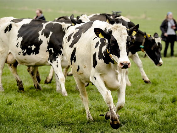 Is de veevoermaatregel zo erg als wordt gedacht?