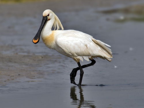 Thuisfluiters met Camilla Dreef