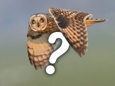 Vraagbaak: Welke vogel zingt het hardst?