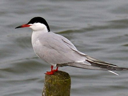 Gogge en marolle! Ken jij deze Zeeuwse vogelnamen?