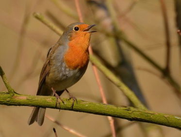 Vroege Vogels presenteert het Nationaal Vogelconcert