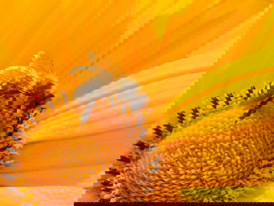 Maai Mei Niet Challenge