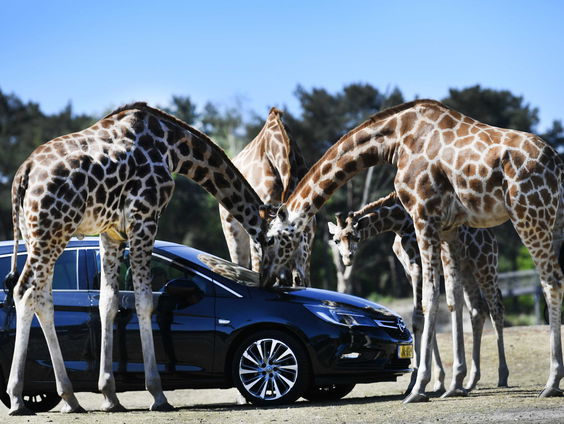 Fontys Academy for Creative Industries gaat diploma's uitreiken in Beekse Bergen