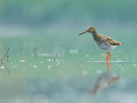 Wel en wee van de tureluur