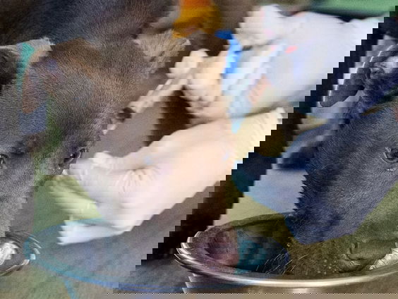 Zo vaak moet jouw huisdier gevaccineerd worden tegen dodelijke ziektes