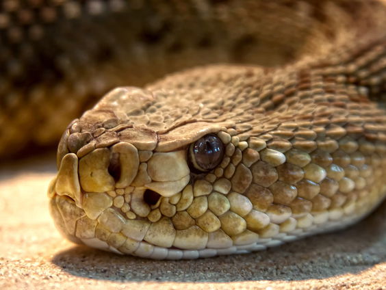 Worden de Haagse Duinen overspoeld met stierslangen?