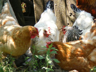 Huh? Onderzoek naar onopvallende woordjes levert prestigieuze prijs op.