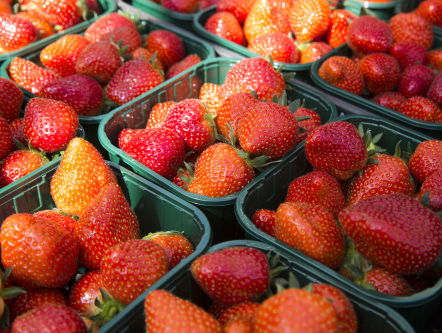 Is de aardbei nu giftig of niet?