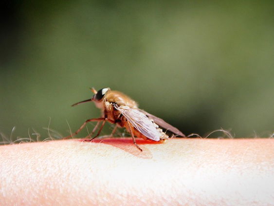 Last van muggen? 'Wapen je met behulp van de vier verdedigingslinies'