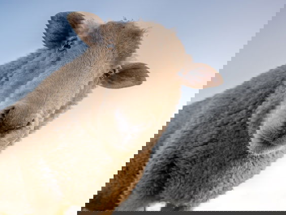 Texelse groene kaas: een verboden delicatesse