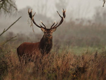 Vraagbaak: Hoe leven edelherten buiten de bronsttijd?