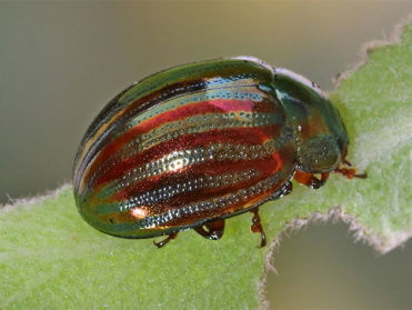 Rozemarijngoudhaantje : een wonderschone exoot