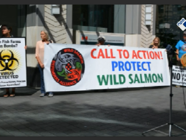 Discussie over zalmkwekerijen in Canada