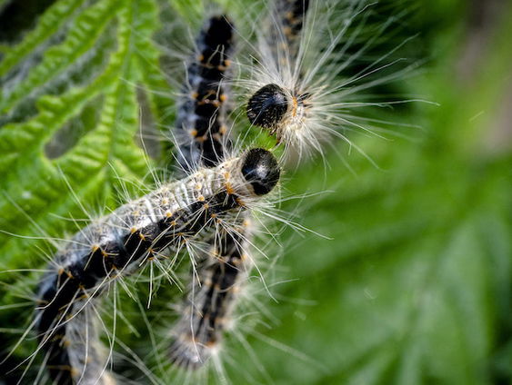 Eikenprocessierups kan erbarmelijke dood betekenen voor honden