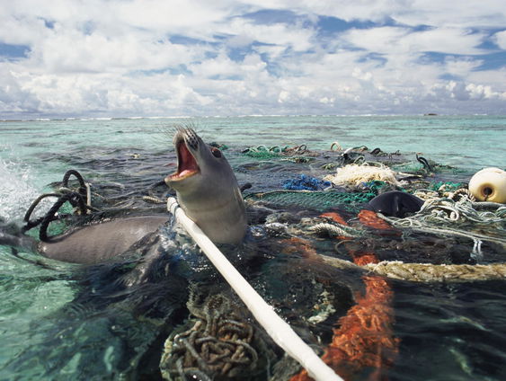 Vistuig groot probleem