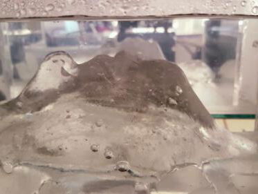 Trust me I'm an artist: Kunstwerken gebaseerd op biotechnologie