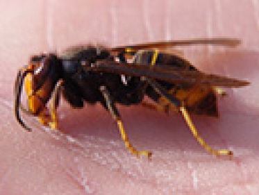 Exotische hoornaar in Dreischor