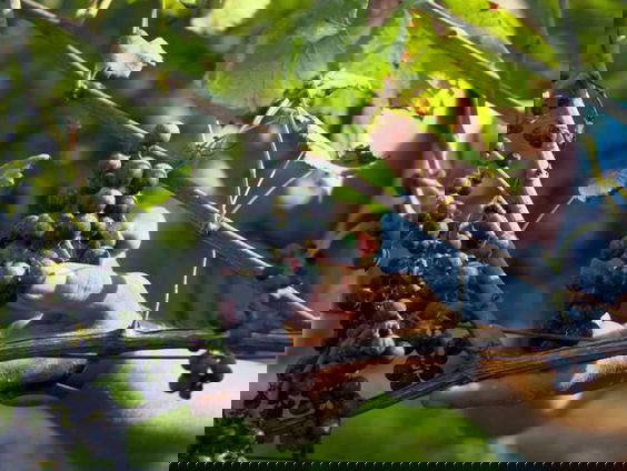 Oude wijn in nieuwe flessen en zelfs in blik