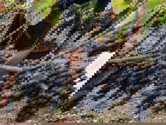 Wijngaard eigenaar Robert Hamminga: 'Merlot is de basis van elke geliefde wijn'